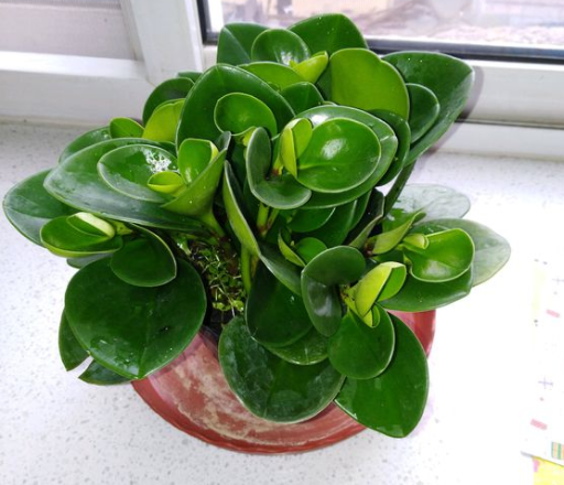 碧玉花豆瓣绿如何养