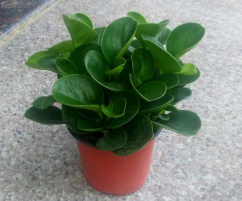 碧玉花豆瓣绿如何养