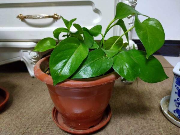 适合放办公桌上的绿植有哪些