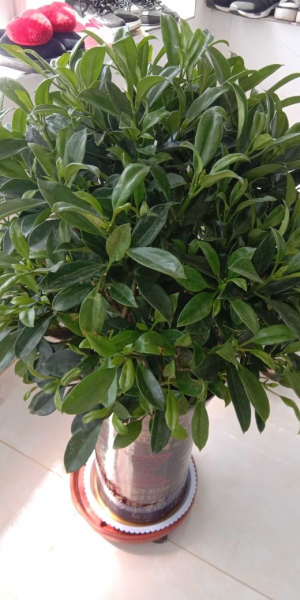 适合放办公桌上的绿植有哪些