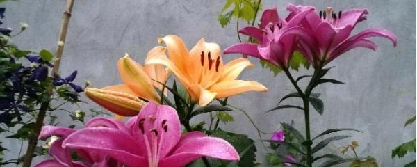 百合切花怎么养
