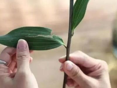 百合切花怎么养