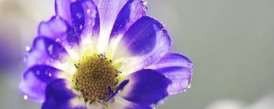 瓜叶菊怎么繁殖 有关瓜叶菊繁殖方法介绍