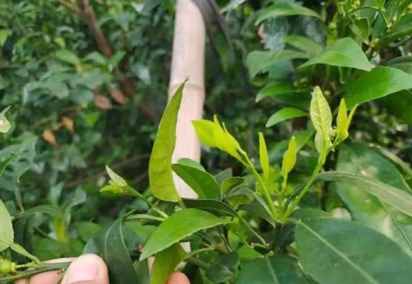 柑橘落果是什么原因