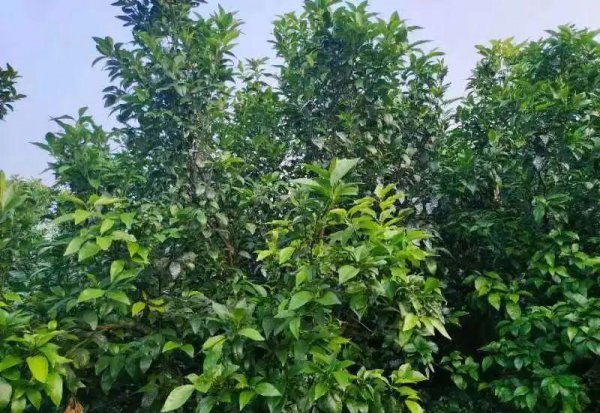 柑橘落果是什么原因
