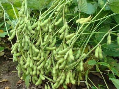4月成熟的蔬菜和水果有哪些