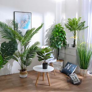 室内大型花卉有哪些 适合摆放客厅的大型观赏植物