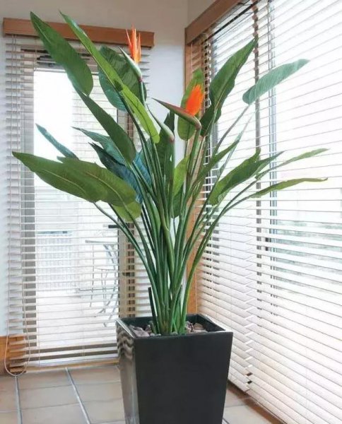 室内大型花卉有哪些