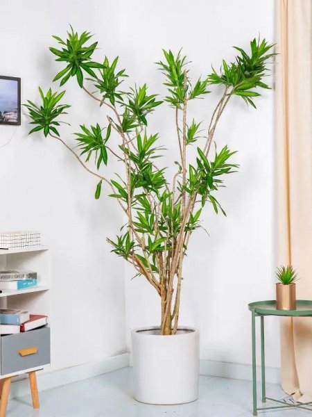 室内大型花卉有哪些