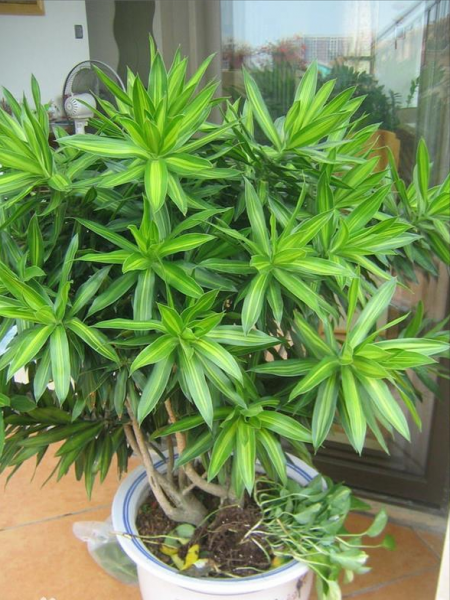室内大型花卉有哪些