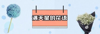 各种不同颜色满天星花语 关于满天星代表的含义