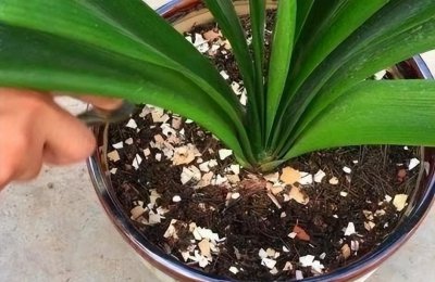 西瓜皮可以制作花肥吗 有关西瓜皮制作液体花肥方法