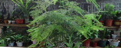 书房适合放什么植物 适合书房摆放的花卉植物推荐