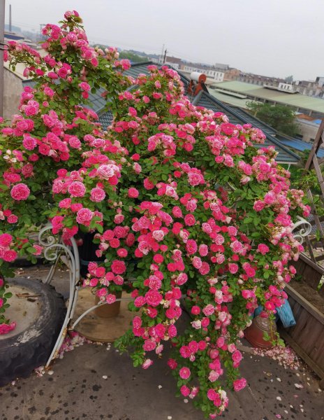 夏天什么花最香