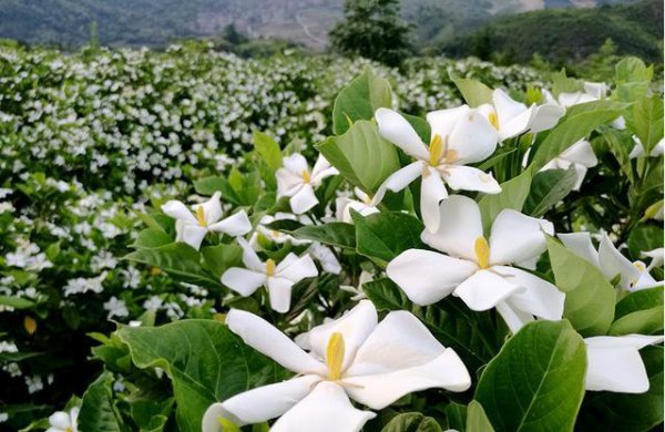 夏天什么花最香