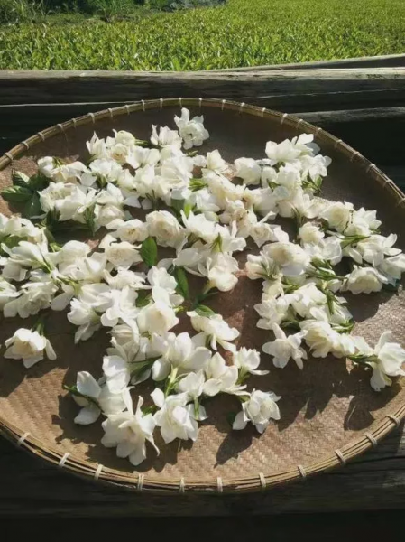 夏天什么花最香