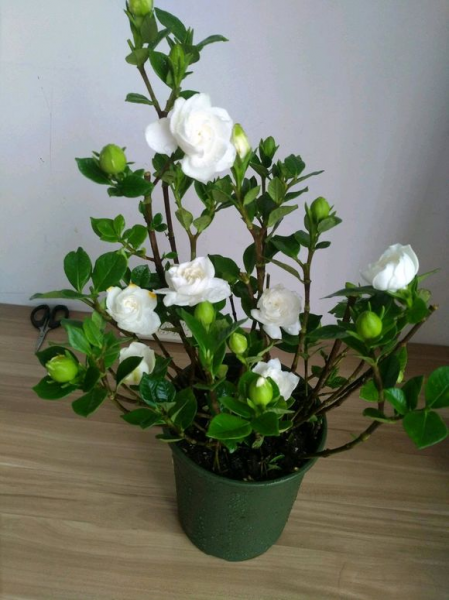夏天什么花最香