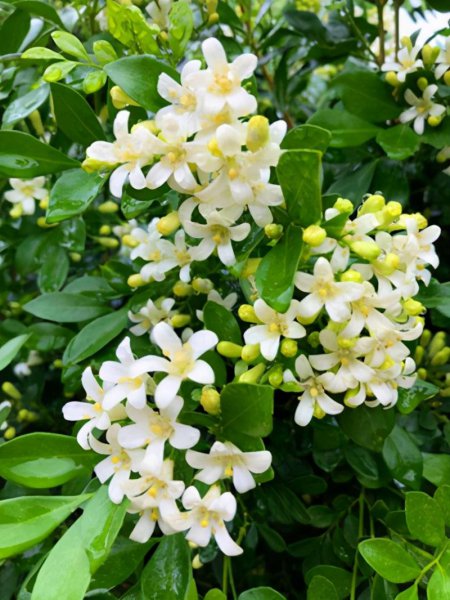 夏天什么花最香