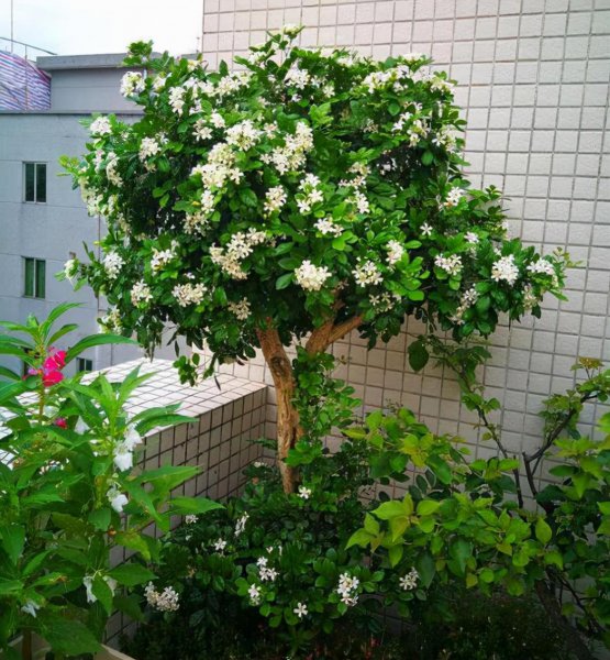 夏天什么花最香