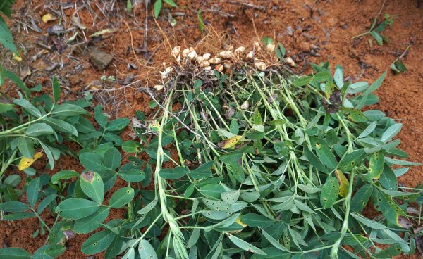 花生种植技术与管理