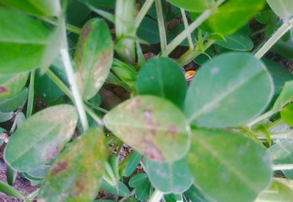 花生种植技术与管理