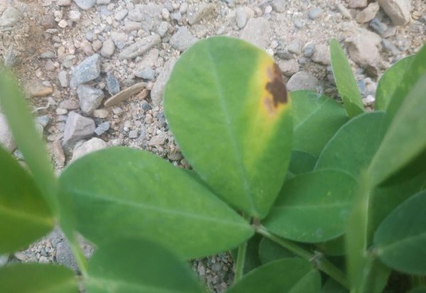花生种植技术与管理