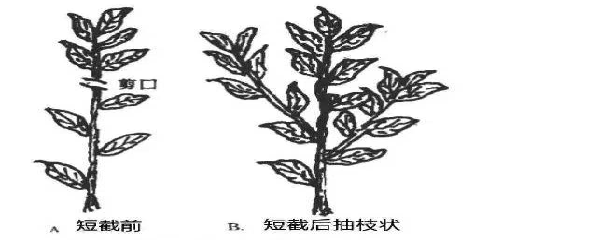 红豆杉怎么修剪