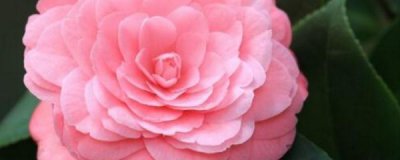 茶花怎样养殖和养护 茶花养护与管理方法