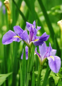 马兰花花语象征什么 浅谈马兰花的寓意