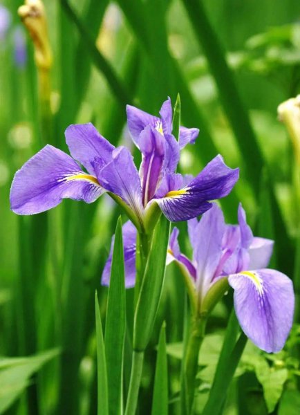 马兰花花语象征什么