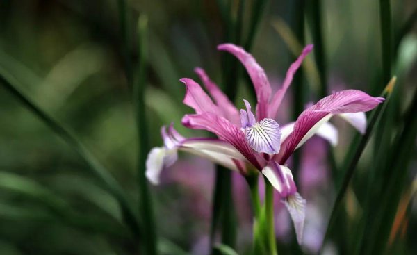 马兰花花语象征什么