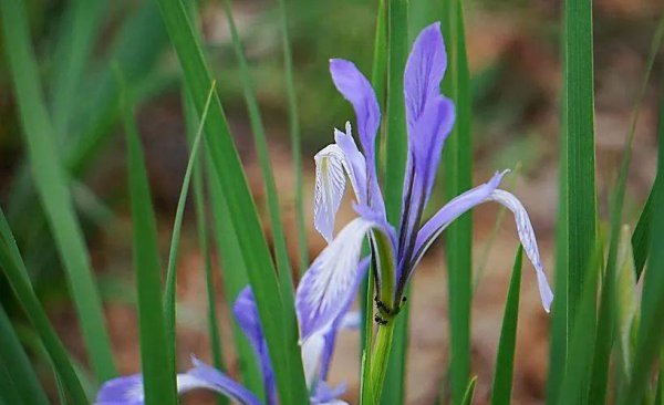 马兰花花语象征什么