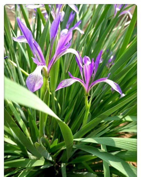 马兰花花语象征什么