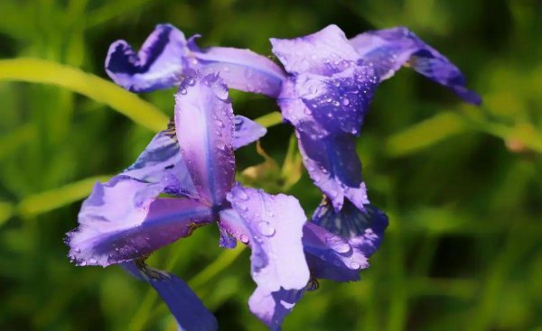 马兰花花语象征什么