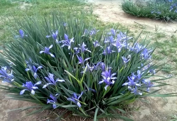 马兰花花语象征什么