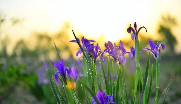 马兰花花语象征什么
