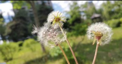 蒲公英的花语与寓意 蒲公英的真正含义