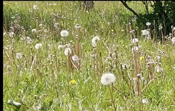 蒲公英的花语与寓意