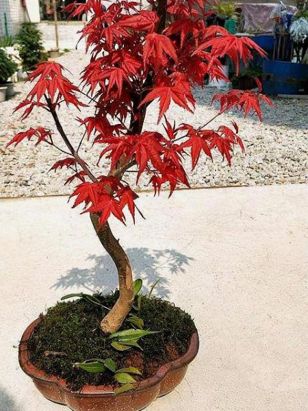 红枫树怎么栽