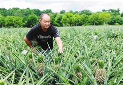 菠萝头怎么种植 菠萝的种植方法和管理