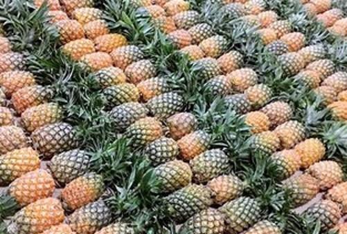菠萝头怎么种植
