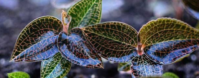 金线莲怎么种植 金线莲种植方法技巧