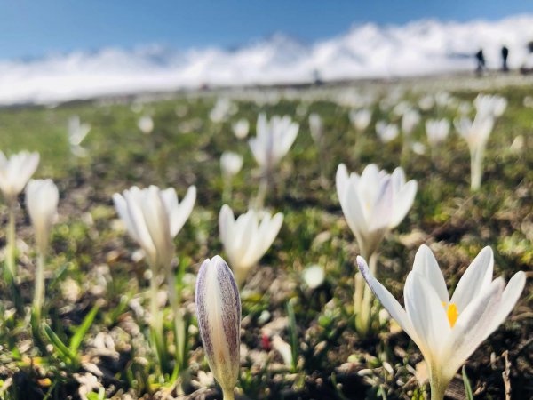 番红花花语是什么意思
