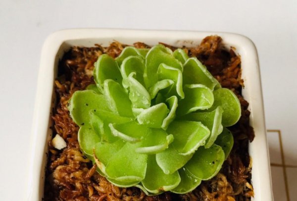 食虫植物有哪些