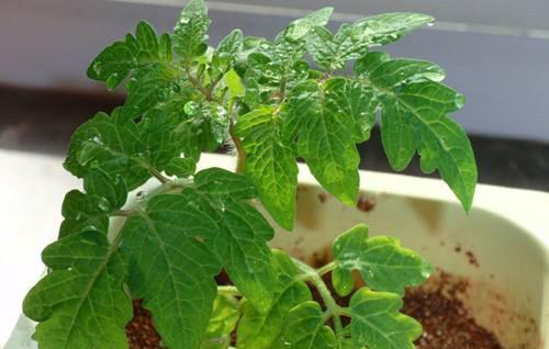 番茄种植过程