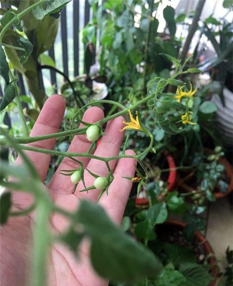 番茄种植过程