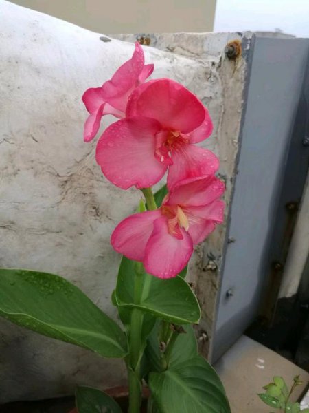 美人蕉植物怎么种