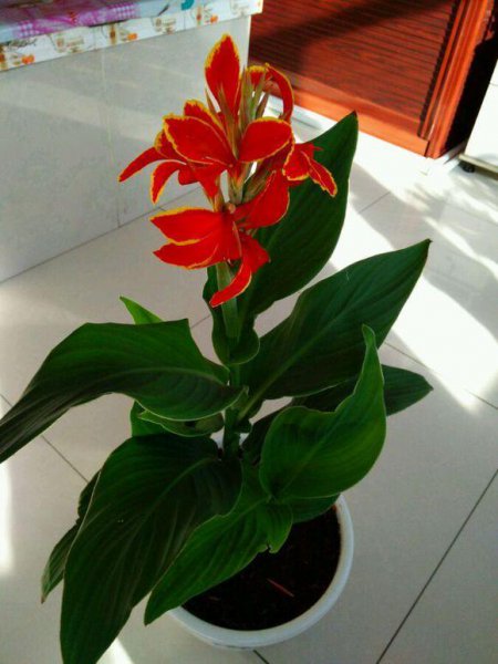 美人蕉植物怎么种