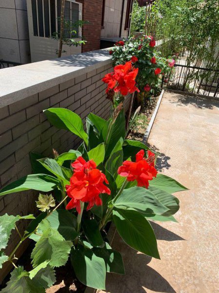 美人蕉植物怎么种