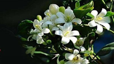 七里香花怎么种植 七里香花的养殖方法和注意事项